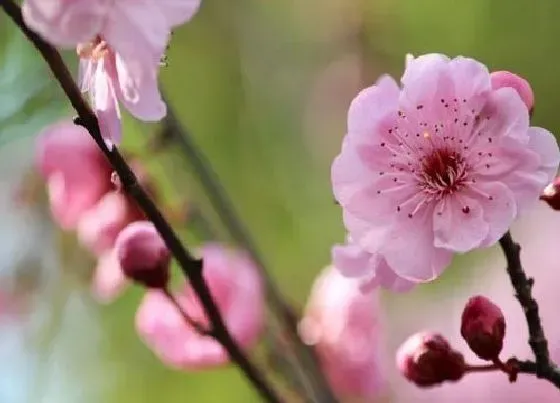 植物寓意|美人梅的寓意和象征意义（美人梅的花语是什么含义）