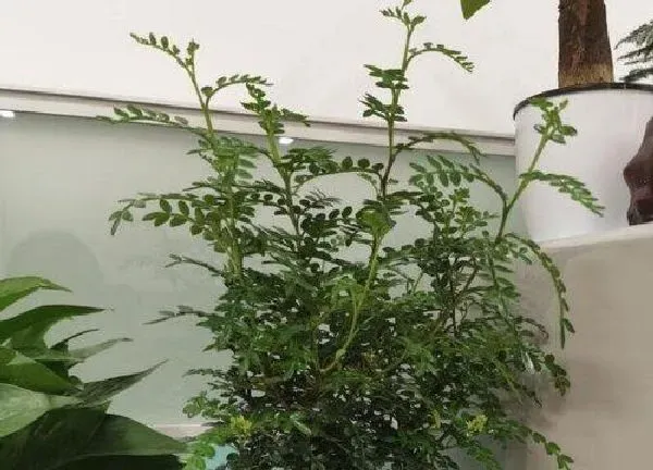 植物浇水|清香木几天浇一次水 春夏秋冬各不同