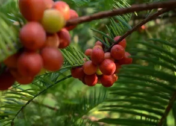 植物种类|三尖杉是裸子植物吗