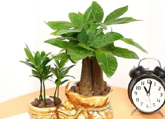 植物百科|招财树能长多大