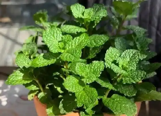 开花时间|薄荷多久开花一次