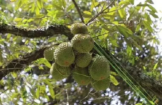 种植管理|榴莲籽能种吗 榴莲种子栽种方法