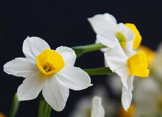 植物播种|水仙怎么留种子 种植水仙花种子的步骤