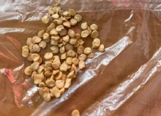植物播种|朝天椒种子什么时候播种最好