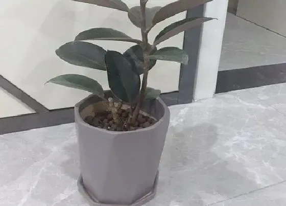 种植管理|八角什么季节种植合适