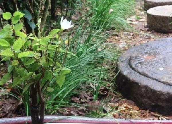 植物移栽|榉树什么时候移栽最好（榉树移植时间和养护方法）