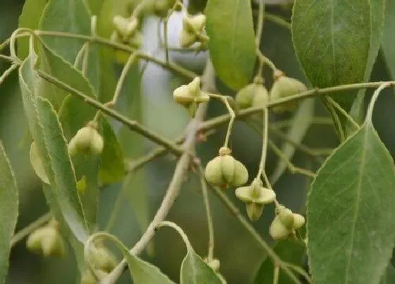 植物修剪|丝棉木怎么修剪方法