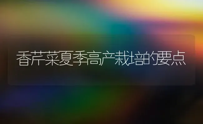 香芹菜夏季高产栽培的要点 | 蔬菜种植