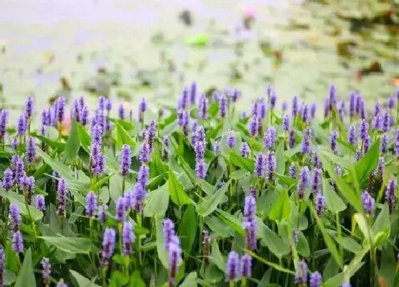 绿植|鱼塘适合种植什么植物 池塘适合栽种的水生植物