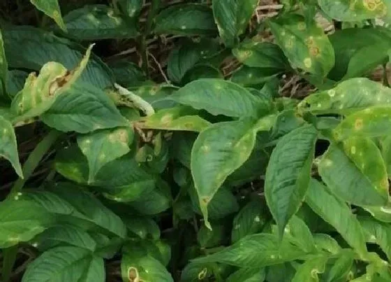 植物病害|魔芋炭疽病的发病原因及治疗方法