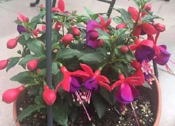 植物价格|倒挂金钟多少钱一盆