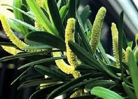 植物百科|罗汉松会开花吗 一般什么时候开花