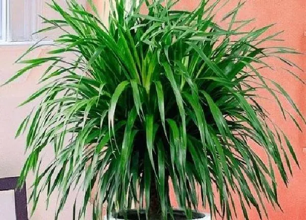 养殖科普|龙须树喜欢阳光吗 喜光照还是喜阴凉