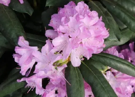 植物繁殖|杜鹃花怎么繁殖方法和注意事项