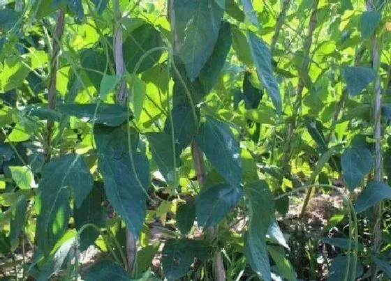 种植方法|地豆种植时间和方法