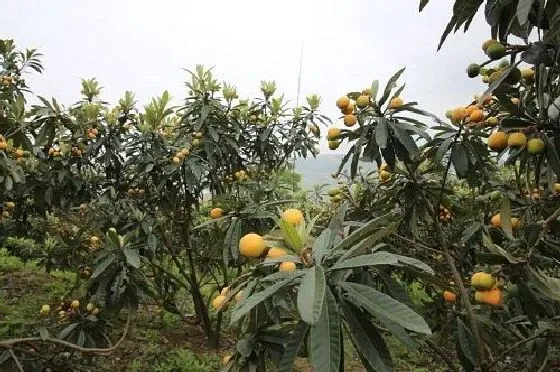 种植方法|枇杷怎么种植 高产种植技术与管理方法