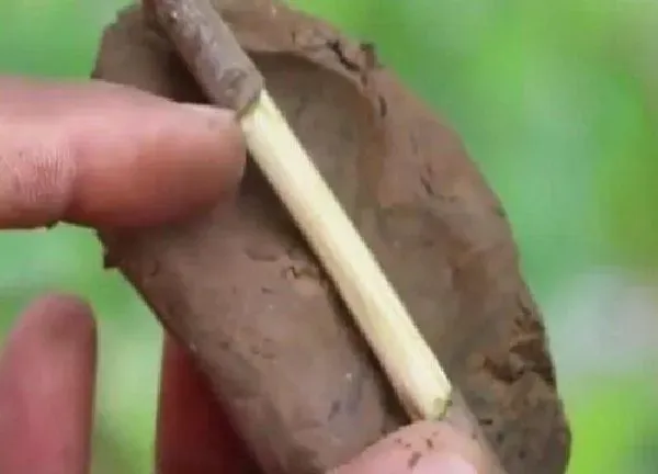 植物扦插|苹果树几月份扦插最好