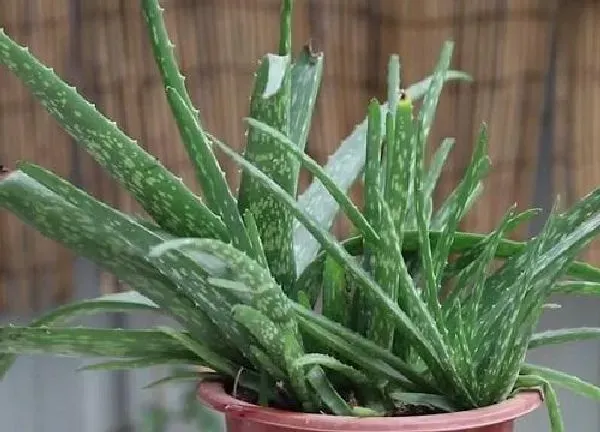 植物浇水|芦荟浇水的正确方法 浇水原则及注意事项