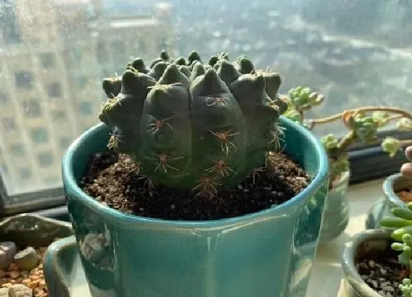 植物浇水|仙人球夏天多久浇一次水