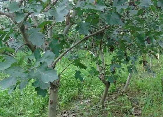 种植位置|山楂树可以种在家门口吗