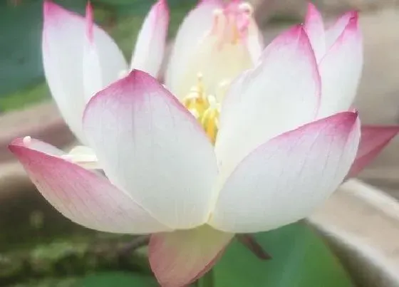 秋天植物|莲花秋天开花吗