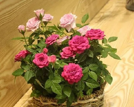 花卉风水|玫瑰花风水寓意与作用  家里摆放玫瑰花风水禁忌