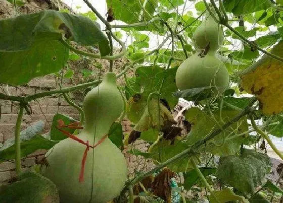 种植管理|葫芦的生长周期是多长时间