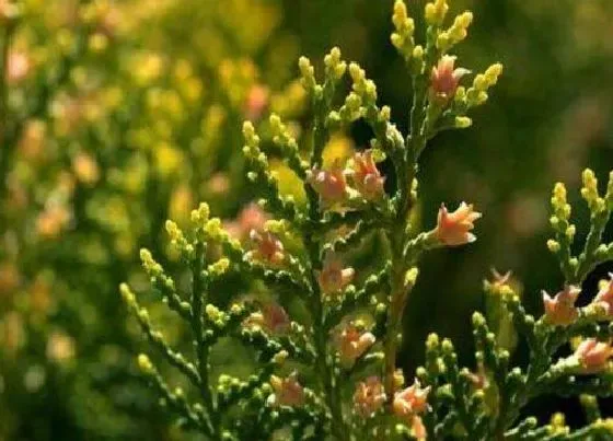 植物百科|柏树开花吗 在什么时候开花