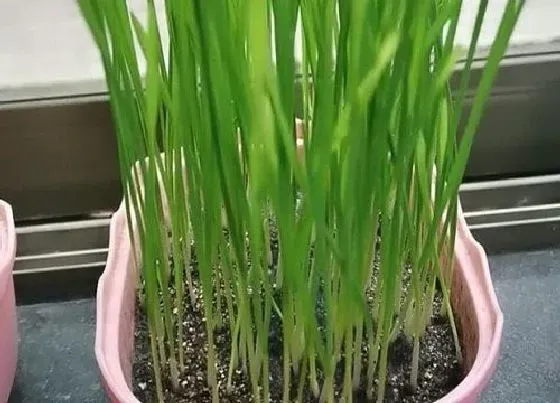 功效常识|猫草有什么作用