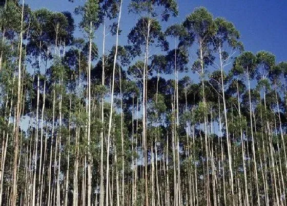 生长环境|桉树适合什么地方种植 哪里种植的最多