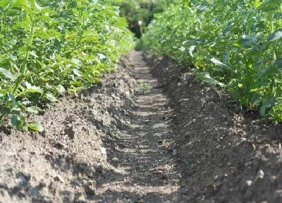 种植管理|马铃薯亩产万斤种植技术与管理方法，高产栽培技术要点）
