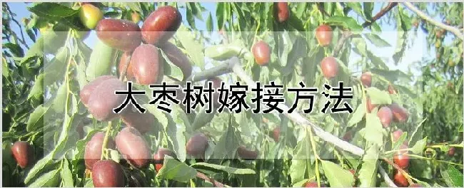 大枣树嫁接方法 | 种植资料