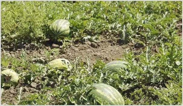 西瓜早衰的原因及防治措施 | 种植资料