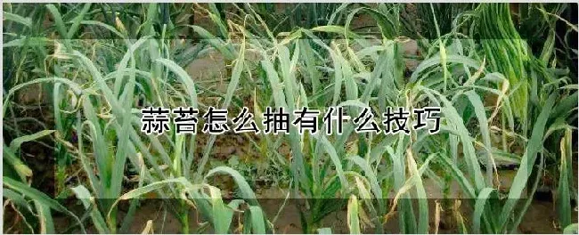 蒜苔怎么抽有什么技巧 | 农业科普