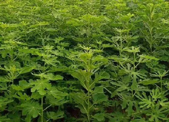 种植方法|无花果树怎么种植 种植方法和栽培技术