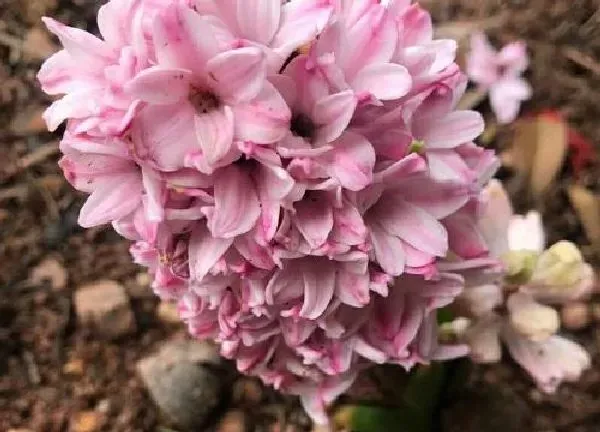 植物浇水|风信子几天浇一次水 春夏秋冬各不同