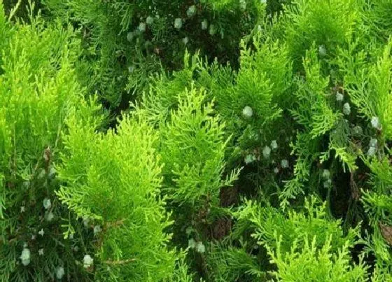 花语|侧柏的花语是什么 开花代表的花语和寓意