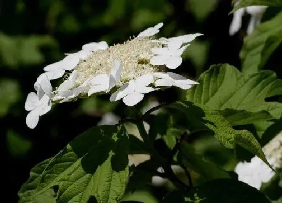 颜色花|琼花是什么颜色的