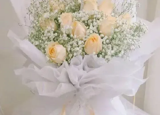 花语|香槟玫瑰代表什么花语