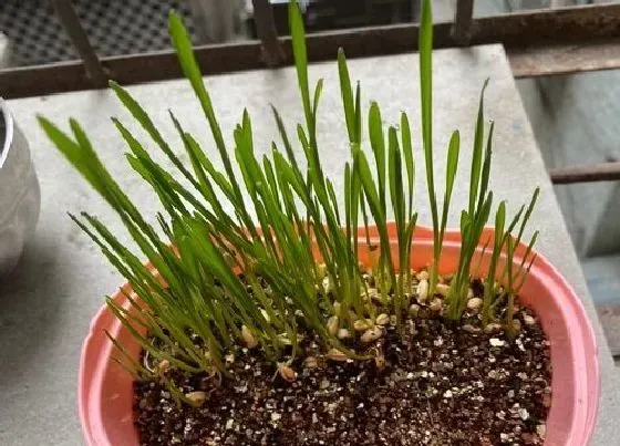 功效常识|猫草有什么作用