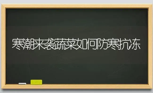 寒潮来袭蔬菜如何防寒抗冻 | 蔬菜种植