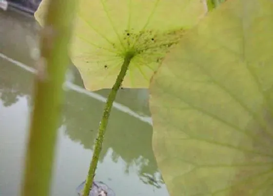 叶子发黄|莲花叶子发黄怎么办