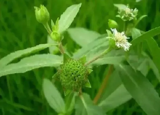 植物百科|萎草是什么草