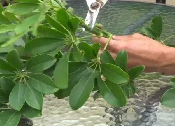 植物浇水|鹅掌柴多长时间浇一次水 几天浇水一次合适