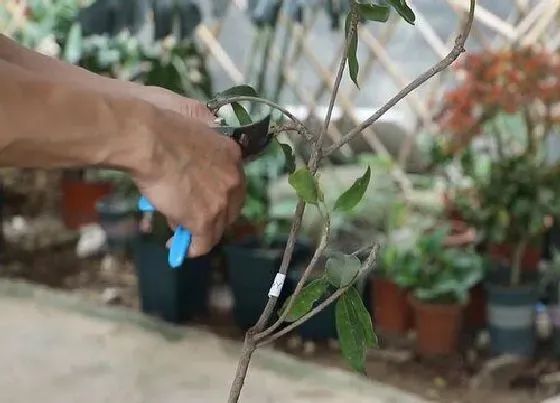 植物修剪|人心果怎么修剪方法