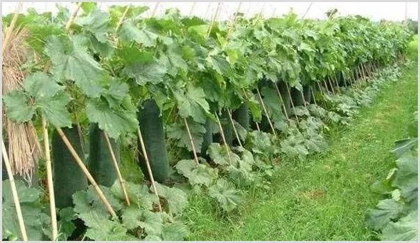冬瓜夏季种植方法及管理要点 | 养殖技术