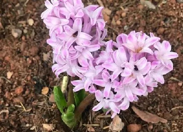 植物浇水|风信子几天浇一次水 春夏秋冬各不同