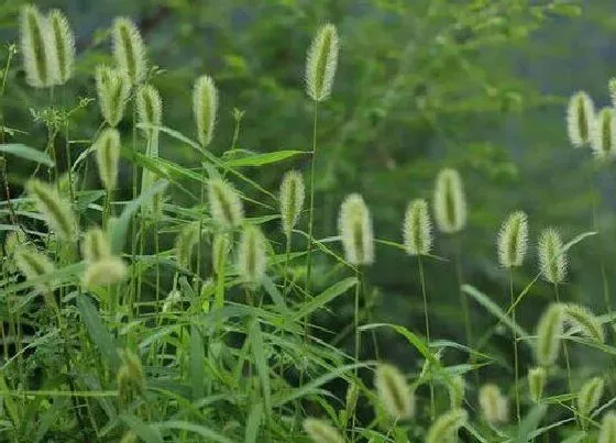 植物种类|狗尾草是单子叶植物吗
