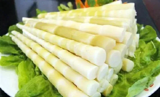 种植管理|竹笋生长速度快吗 一年能长多少