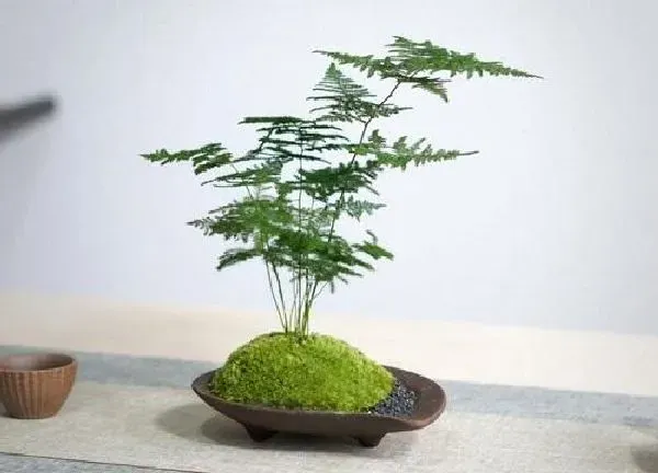 植物浇水|云竹多久浇一次水